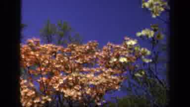 Baltimore Maryland USA (1943): Trees Wind Leads Fall Colors Branch Pine Sun Sky