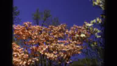 Baltimore Maryland USA (1943): Colorful Trees Flowers And Shrubbery Swaying With