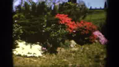 Baltimore Maryland USA (1943): A Fairyland Sherwood Gardens Scenic Flower Bushes