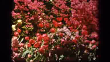 Baltimore Maryland USA (1943): A View Of Pretty Flowers In A Forest