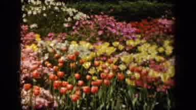 Baltimore Maryland USA (1943): A Field Of Red Pink Yellow And White Flowers Pan