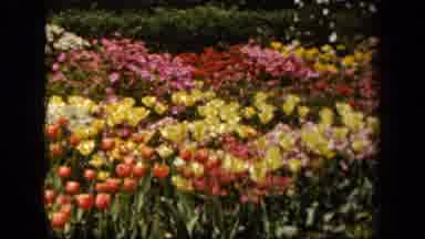 Baltimore Maryland USA (1943): A Huge Garden Sporting Beautiful Flowers With A