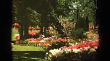 Baltimore Maryland USA (1943): Colorful Footage Of A Garden With Some Fresh