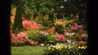 Baltimore Maryland USA (1943): Purple And Pink Flowers Outside In The Sunshine