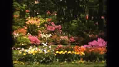 Baltimore Maryland USA (1943): A Large Garden With Lot Of Vivid Colored Flowers
