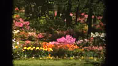 Baltimore Maryland USA (1943): A Grove With Beautiful Flowers And Trees Around The