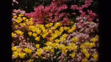 Baltimore Maryland USA (1943): Summer Day Watching Flowers Blow In The Breeze