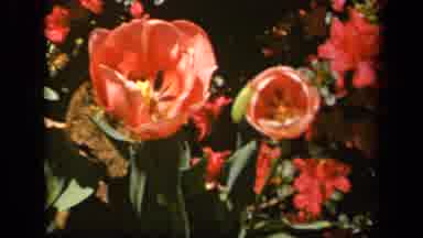 Baltimore Maryland USA (1943): Flowers In The Breeze