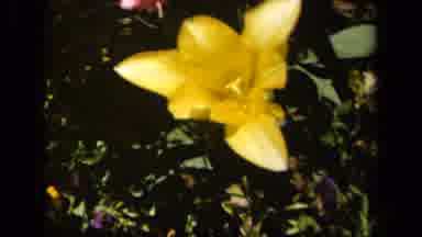 Baltimore Maryland USA (1943): Brightly Colored Garden Flowers In The Breeze On