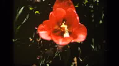 Baltimore Maryland USA (1943): Exotic Red Flower Basking In The Sun With A Light