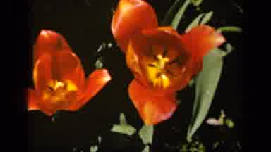 Baltimore Maryland USA (1943): Close Up Shot Of Two Orange Flowers With A Yellow