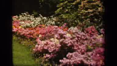 Baltimore Maryland USA (1943): A Garden Of Flowers Which Are Multicolored And In