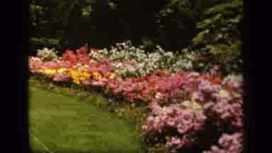 Baltimore Maryland USA (1943): The Capturing Of The Beautiful Collection Of Wild