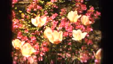 Baltimore Maryland USA (1943): Lovely Multi Color Flower Garden Blossoms Under The