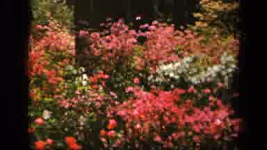 Baltimore Maryland USA (1943): Beautiful Video Of Blooming Flowers And Lush Green