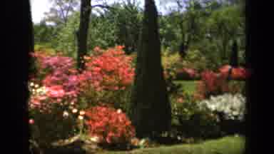 Baltimore Maryland USA (1943): Well-Manicured Garden With Multi-Colored Flowers