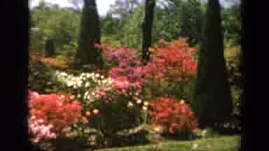 Baltimore Maryland USA-1943: Red Yellow And Pink Flowers Blooming In A Large Garden