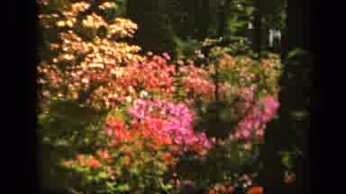 Baltimore Maryland USA (1943): Spring Flowers And Beautiful Green Landscapes On A