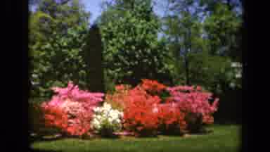 Baltimore Maryland USA (1943): Newly Blossomed Annuals Teeming With Color In Time
