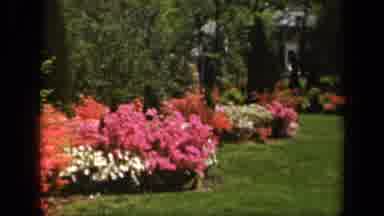 Baltimore Maryland USA (1943): Beautifully Landscape Of Colorful Flowers And Green