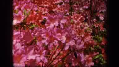 Baltimore Maryland USA (1943): Bees Flying Into Flowers