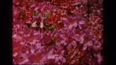 Baltimore Maryland USA (1943): A Bee On Red Flowering Plants
