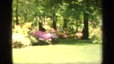 Baltimore Maryland USA (1943): Pink And Red Flower Bushes In A Woody Area With A