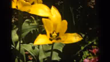 Baltimore Maryland USA (1943): Wind Sunny Aroma Garden Lively Breeze Colorful Soft