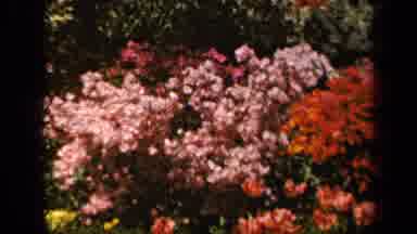 Baltimore Maryland USA (1943): A View Of Pretty Colorful Flowers Growing In The