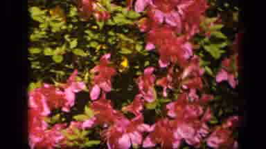 Baltimore Maryland USA (1943): Beautiful Flowers In My Garden In A Sunny Day Of