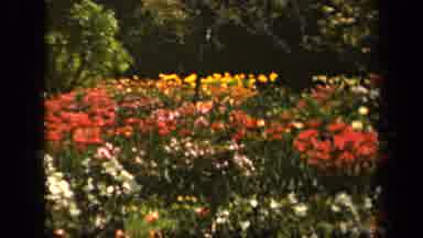 Baltimore Maryland USA (1943): Footage Of Flowers Outdoors With Trees Behind Them