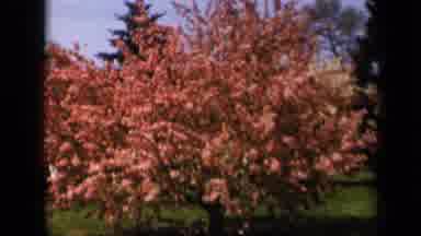 Skyline Drive Virginia USA (1943): Bright Colored Tree Blowing In The Wind