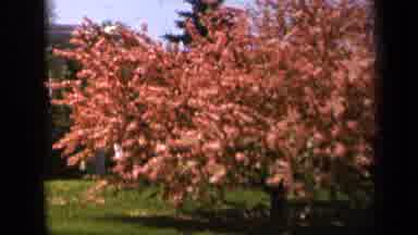 Skyline Drive Virginia USA (1943): A Long Pink Tree And Bush Blows Lightly In The
