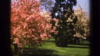 Skyline Drive Virginia USA (1943): A View Of The Cherry Blossoms On A Spring Day