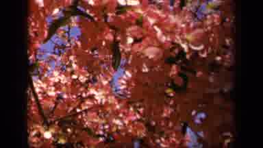 Skyline Drive Virginia USA (1943): The Green Trees Blowing As Well As The Red