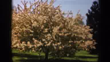 Skyline Drive Virginia USA (1943): Yellow Tree Blowing In The Wind Seems To Be