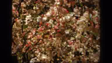 Skyline Drive Virginia USA (1943): Small White And Pink Flowers Blowing In Strong