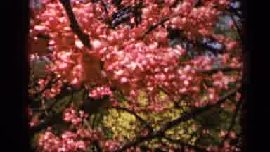Skyline Drive Virginia USA (1943): Beautiful Pink Leaves Are Being Blown By The