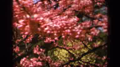 Skyline Drive Virginia USA (1943): Two Different Shots Of Trees With Bright