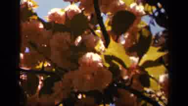 Skyline Drive Virginia USA (1943): Beautiful Flowers Blowing In The Warm Summer