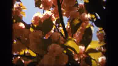 Skyline Drive Virginia USA (1943): Pink Flowers Dancing In The Breeze On Trees