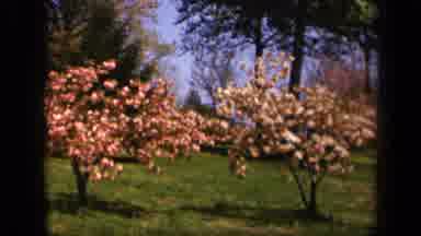 Skyline Drive Virginia USA (1943): Two Small Brightly Colored Trees Stand Out