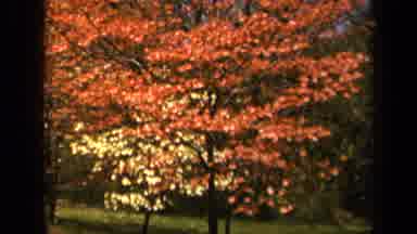 Skyline Drive Virginia USA (1943): Photographer Taking Pictures Of Leaves In The