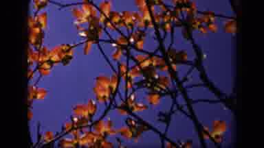 Skyline Drive Virginia USA (1943): Wind Blowing Branches Tree Flowers Dancing Blue