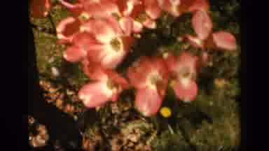 Skyline Drive Virginia USA (1943): The Pink Flower Has White In The Middle And Its