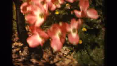 Skyline Drive Virginia USA (1943): Red Flowers In A Garden Shaking Around Because