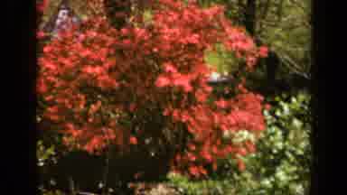 Skyline Drive Virginia USA (1943): Beautiful Autumn Leaves Swaying In Trees In The