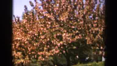 Skyline Drive Virginia USA (1943): A Depiction Of Brown And Gold Leaves On A Tree