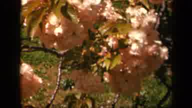 Skyline Drive Virginia USA (1943): Pink Flowers Blooming On A Tree