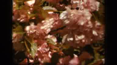 Skyline Drive Virginia USA (1943): Flowers Blooming In Public Garden In Front Of
